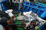 IMG_4119 squali, mercato del pesce Al-Hudayda